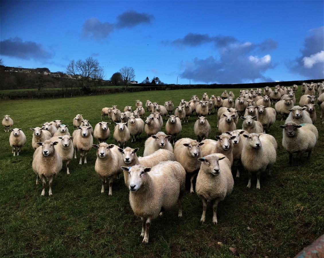 فيلا Nantgwynfaen Organic Farm Wales Llandysul المظهر الخارجي الصورة