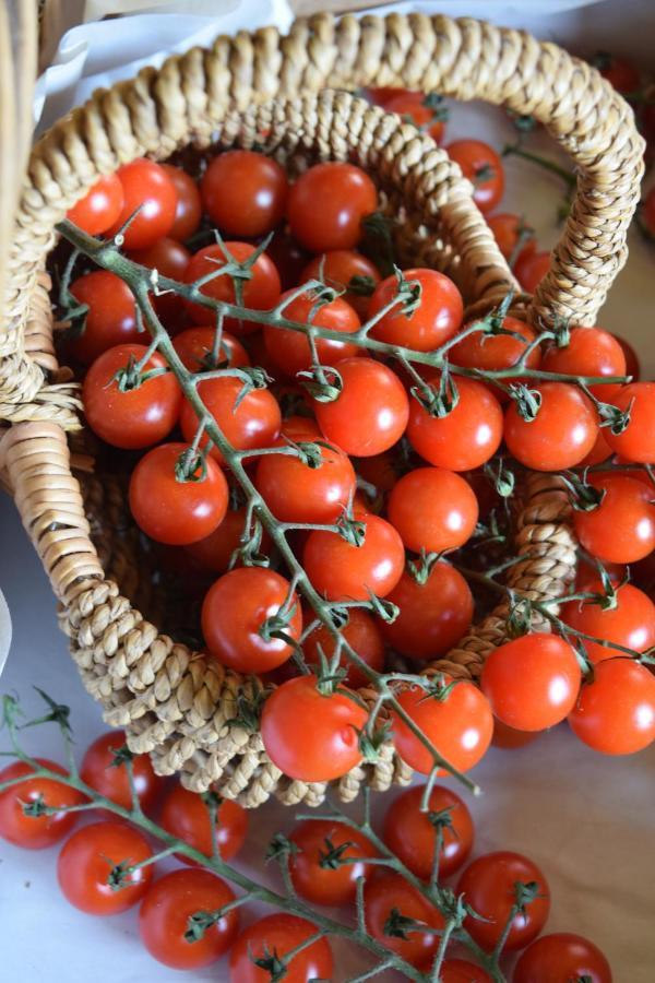 فيلا Nantgwynfaen Organic Farm Wales Llandysul المظهر الخارجي الصورة
